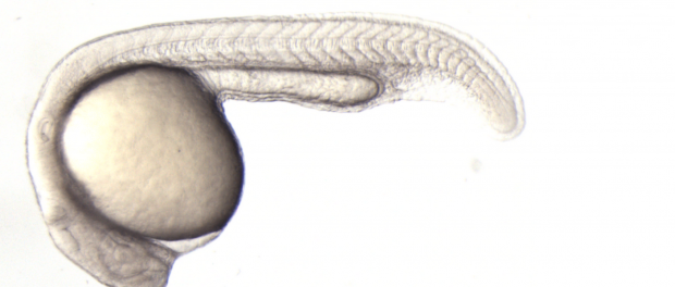 zebrafish-embryo zebrafish-embryo