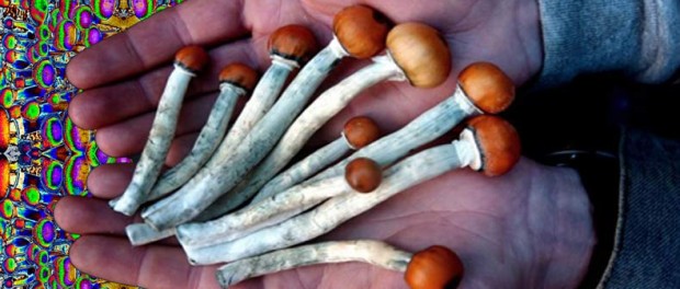 consciousness mushrooms consciousness mushrooms