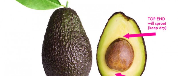 Avocado-Pit-Orientation