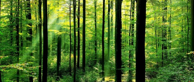 forests-why-matter_63516847
