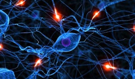 embryonic-stem-cells2