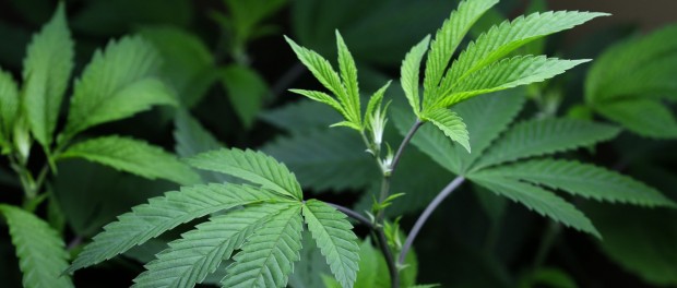 Legalizing Marijuana