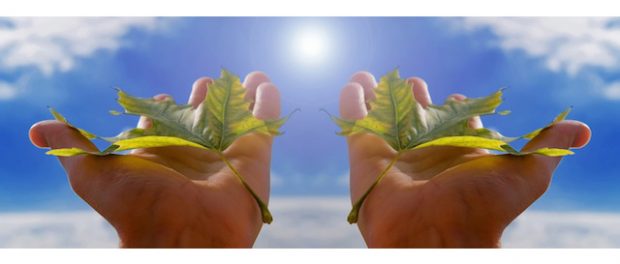 hands-holding-plant-leaves-sky-sun-vitamin-d