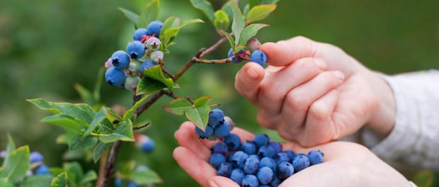 Picking-Blueberries-Berry-Bush