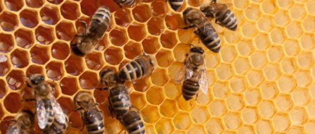Bees-Hive-Honey-Comb