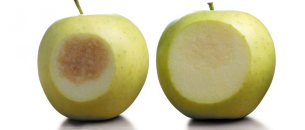 apples