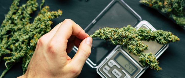 bigstock-A-Drug-Dealer-Weighs-Cannabis-226338493
