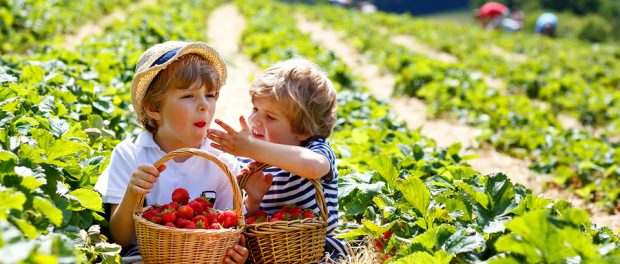 Two Little Sibling Kids Boys Having Fun On Strawberry Farm In Su