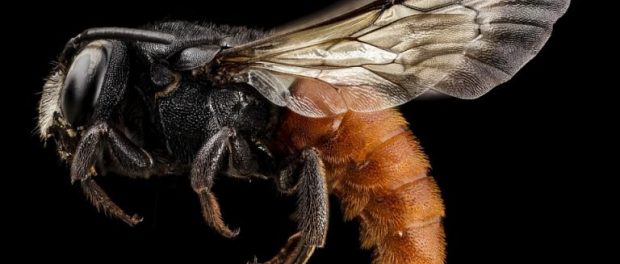 redtail-bee-1042172_960_720-768x506