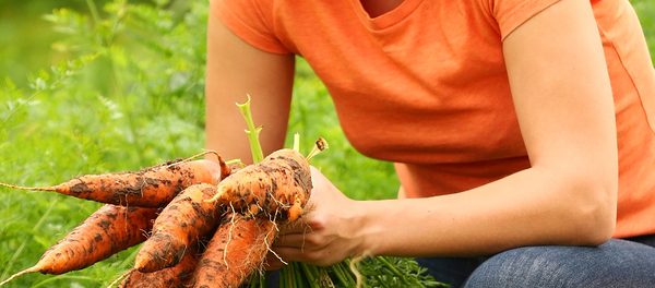 Just Picked Fresh Organic Carrots