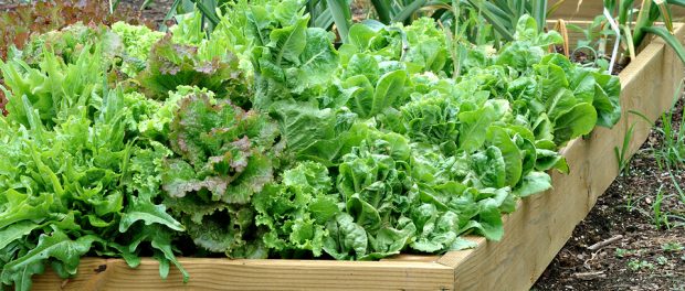 Container Garden