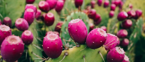 prickly-pears-1