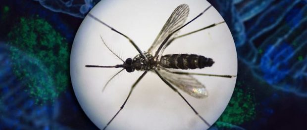 google-mosquitoes-768x400