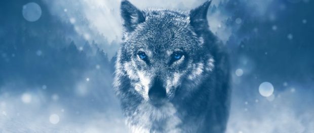 wolf-1836875_1280-768x506