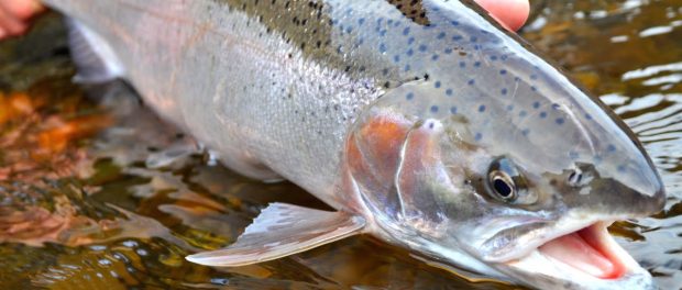 Fish-Testing-Positive-For-Cocaine-Oxy-1