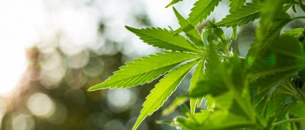 Marijuana-Cannabis-Hemp-Medical-Smoke-Leaf-Legal