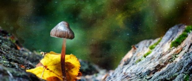 denver-magic-mushrooms