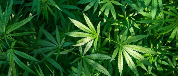 Marijuana-Leaf-Hemp-Cannabis-Background-Weed-Plant