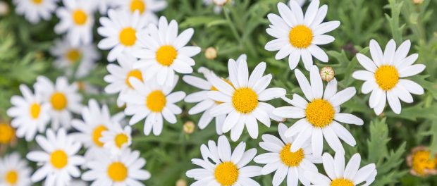 bigstock-Flower-In-Garden-At-Sunny-Summ-228565909