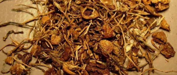 magic-mushrooms-boost-creativity-empathy