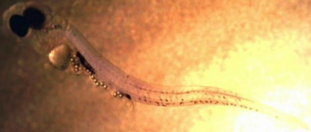 microplastics-absolutely-everywhere