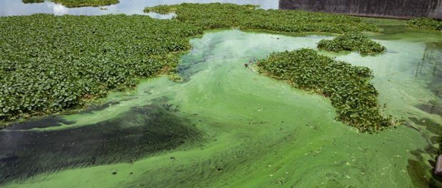 180827-florida-algae-dh-1552_a9a9f1430b625c6d74c8a8716564a7f5.fit-760w