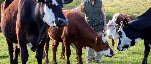cow-1