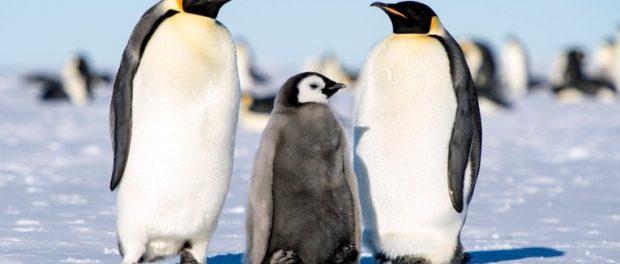 emperor-penguin-colony-wiped-out