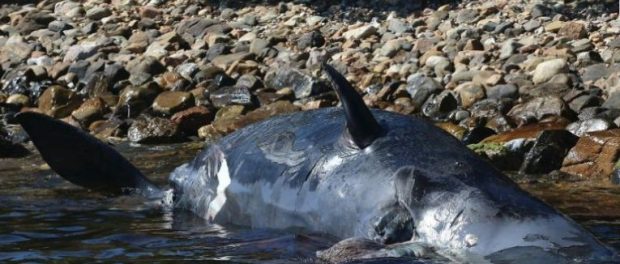 pregnant-sperm-whale-50-pounds-plastic-stomach