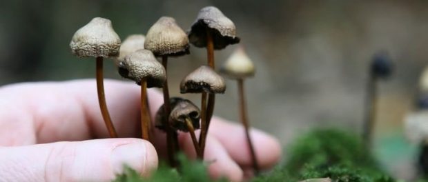 magic-mushrooms