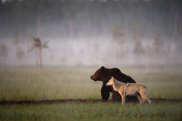 wolves