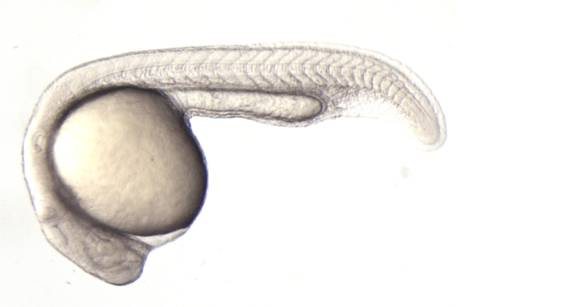 zebrafish-embryo