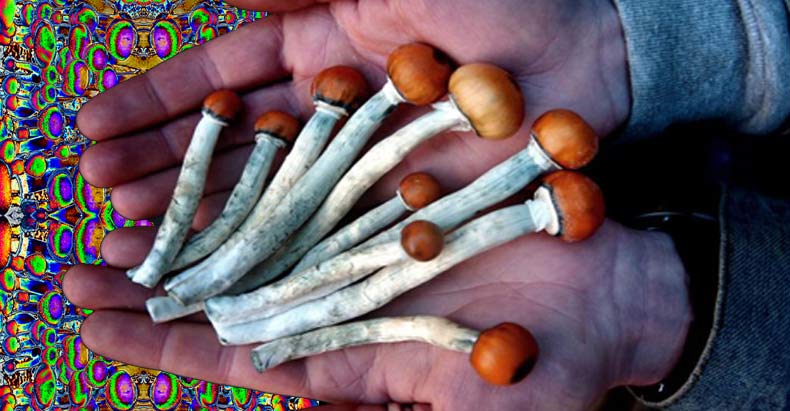 consciousness mushrooms