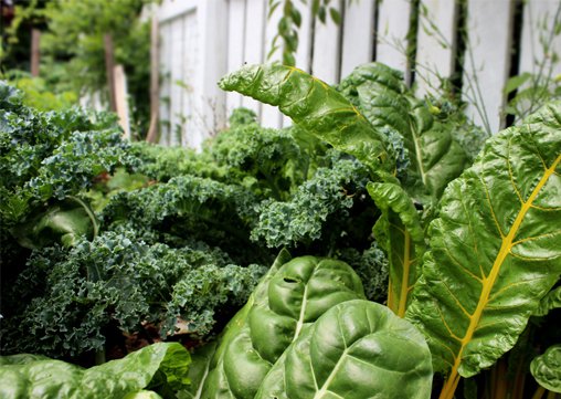 plant-diet